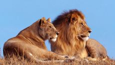 African-Lion-Wallpapers-5